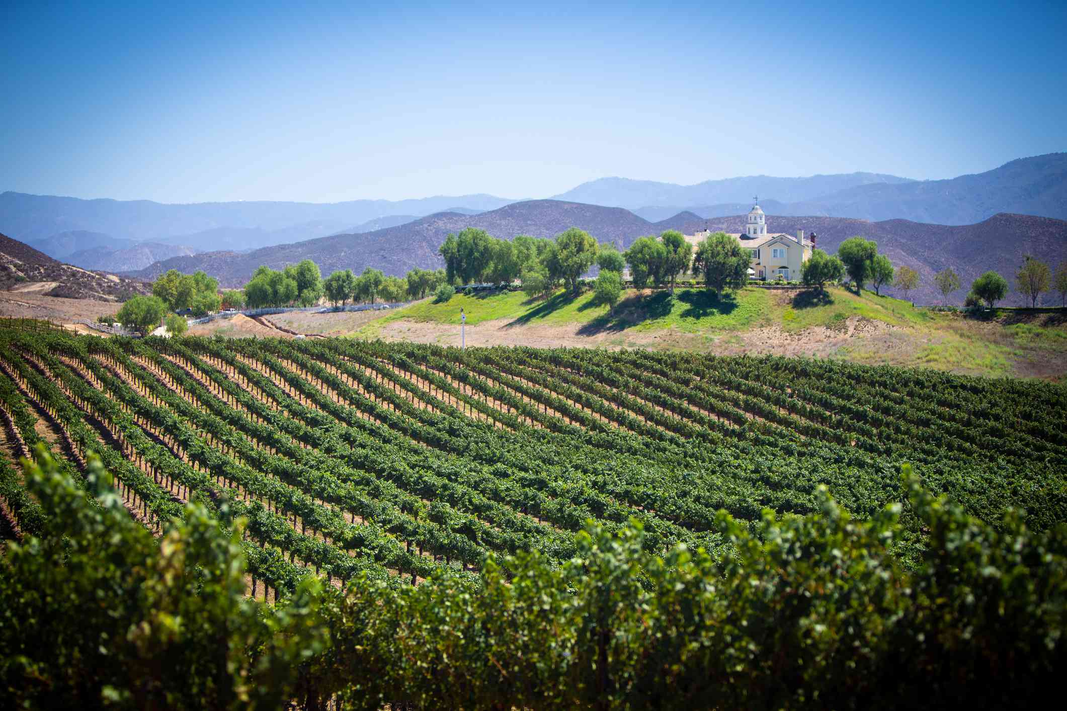 Discover The Best Temecula Wine Tours For An Easy Escape Discover The Best Temecula Wine Tours For An Easy Escape