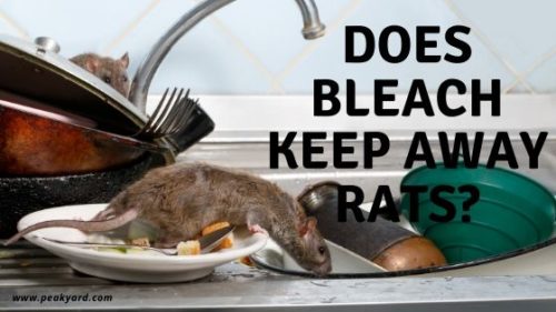 Does Bleach Keep Rats Away And How Well Does It Work