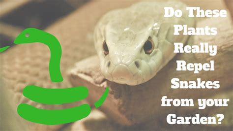 Does Mint Plant Repel Snakes