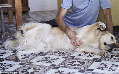 Dog and Man: An Intimate Connection
