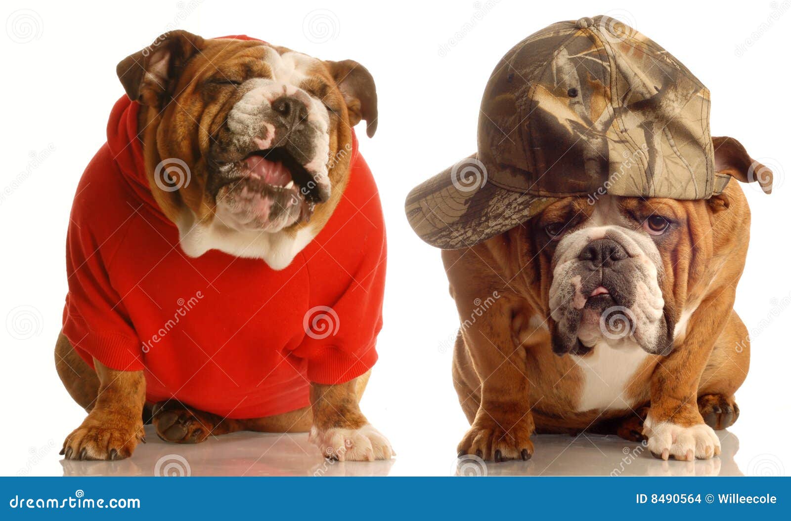5 Tips for a Canine Couple's Intimacy