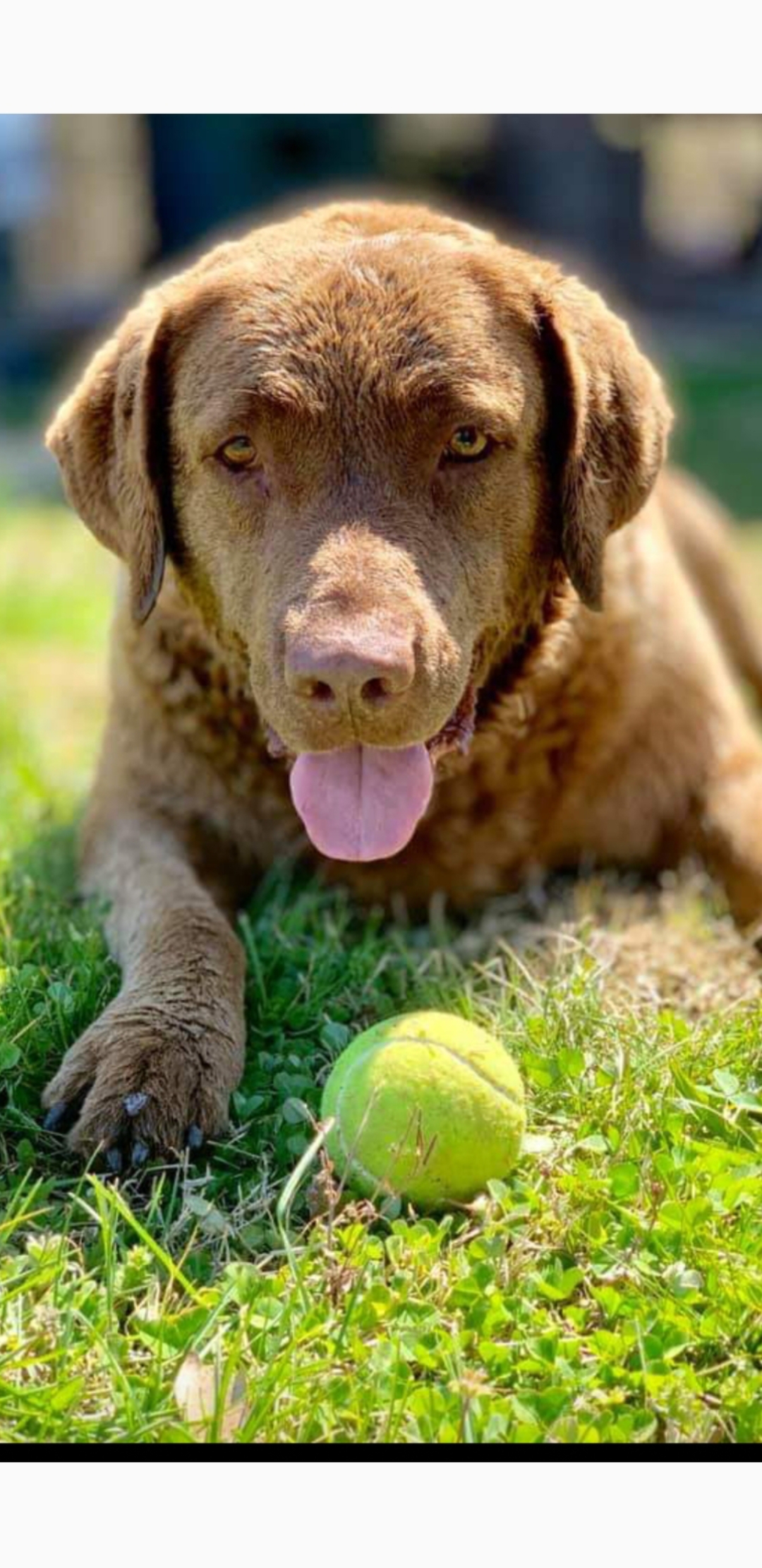 7 Signs Your Dog is Into You 7 Signs Your Dog is Into You