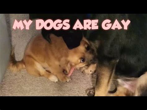 Unraveling the Canine Anal Attraction Mystery