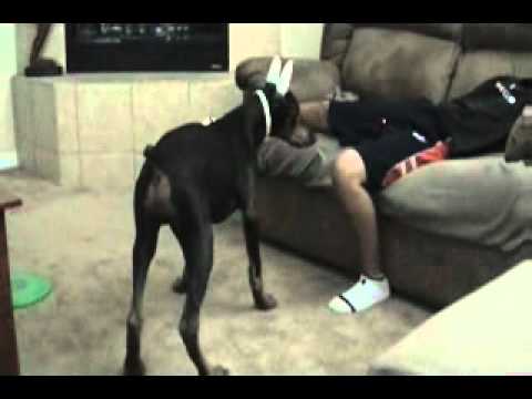 Dog Give Head To A Dog Youtube Dog Give Head To A Dog Youtube