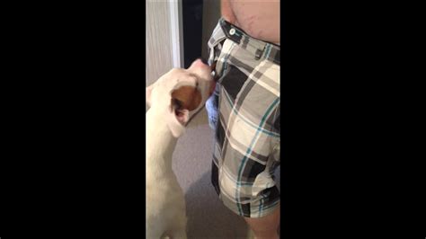 Dog Giving Blow Job Dog Giving Blow Job