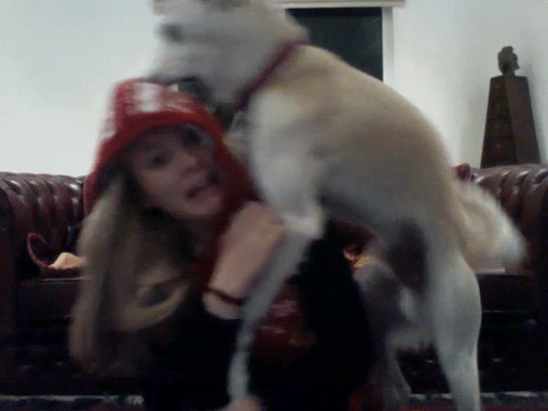 The Ultimate Guide to Dog Humping