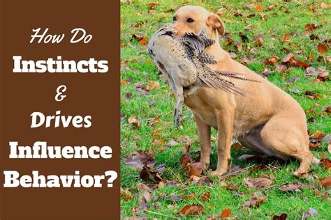 Dog Instincts And Drives How They Influence Labrador Behavior Dog Instincts And Drives How They Influence Labrador Behavior