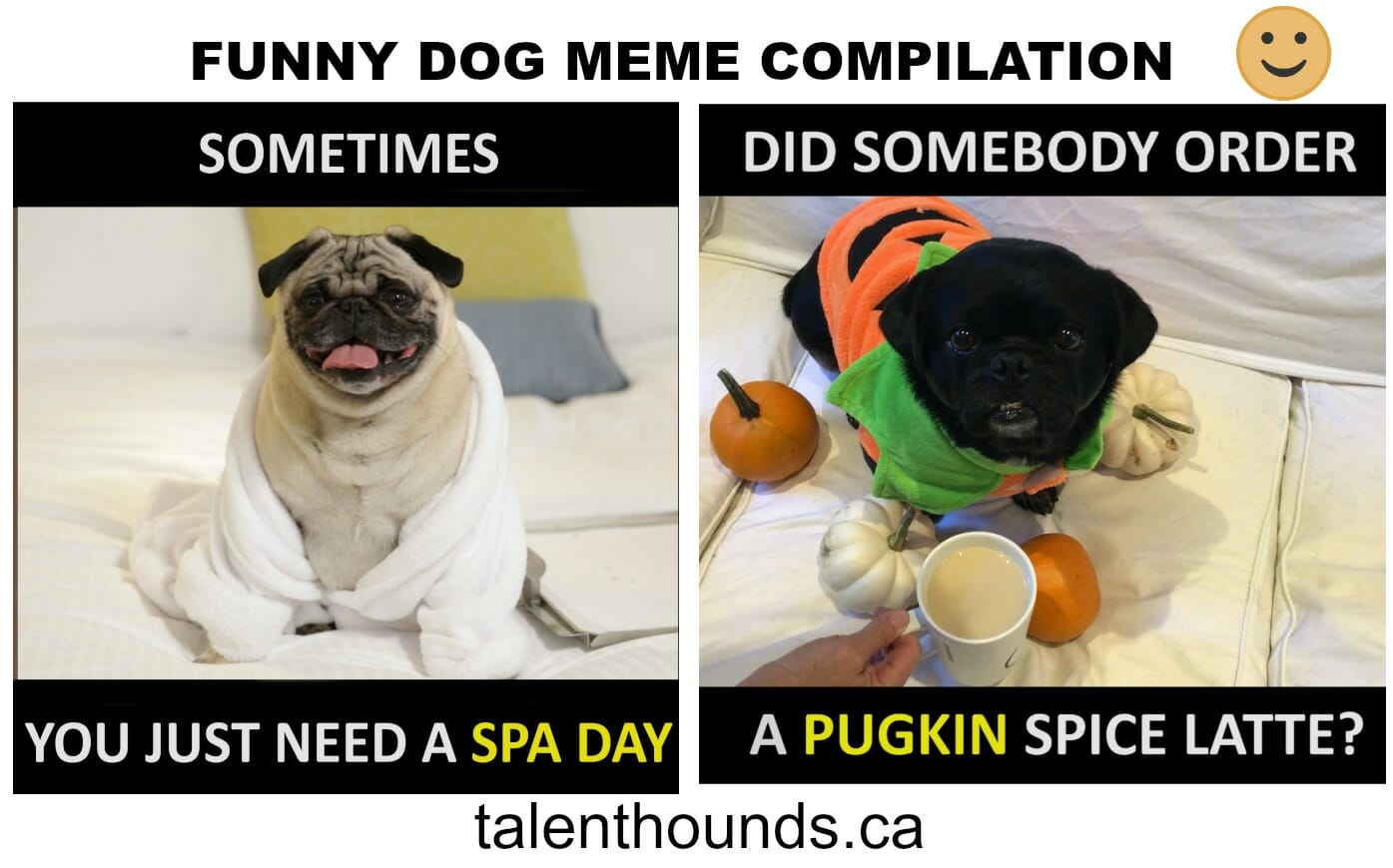 The Ultimate Dog Mating Guide