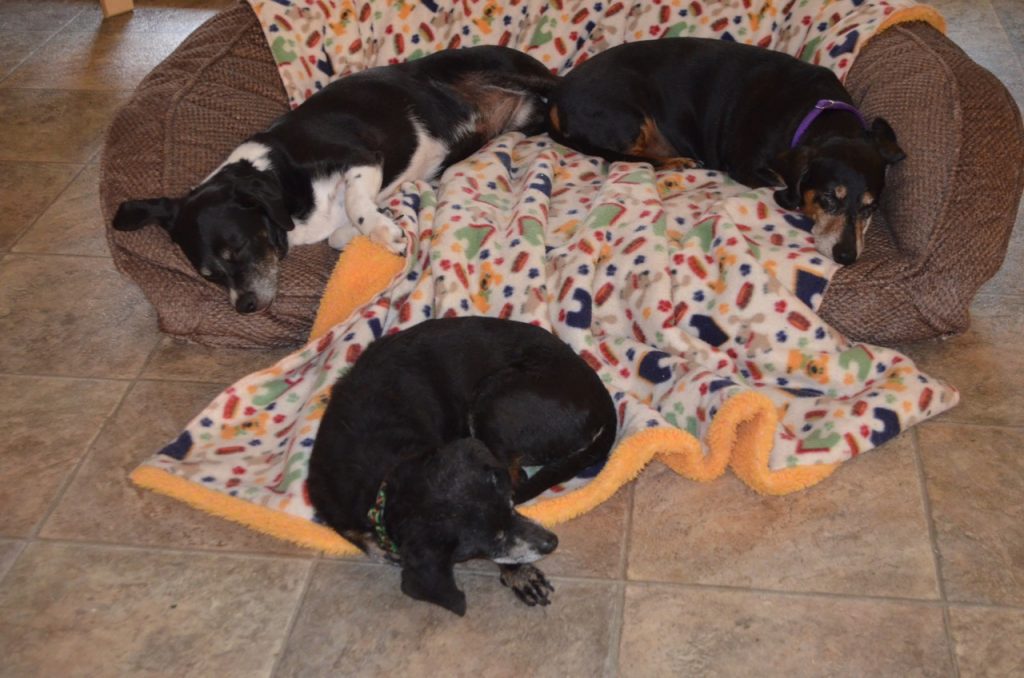 The Top 3 Tips for Dog Threesome Porn.