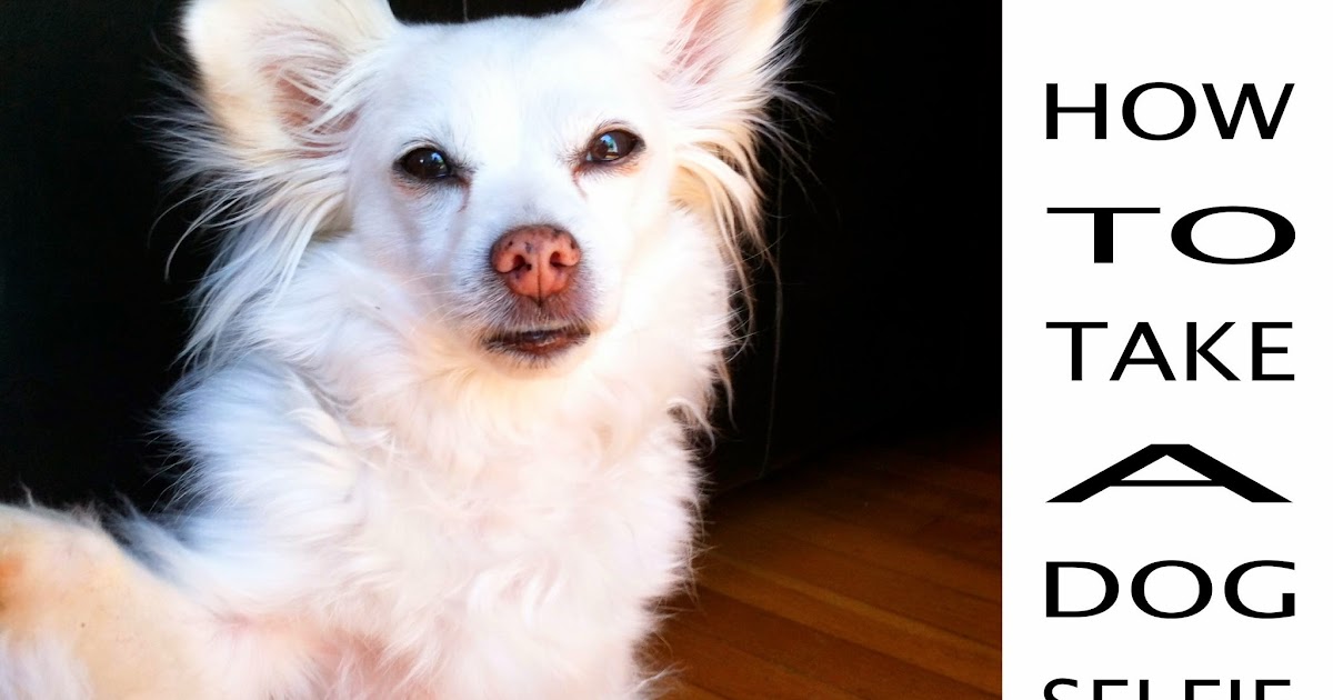 Doggy Selfie Secrets: A Quick Guide