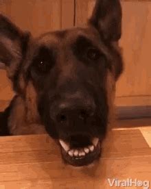 Doggywoggy Gif Doggywoggy Discover Share Gifs