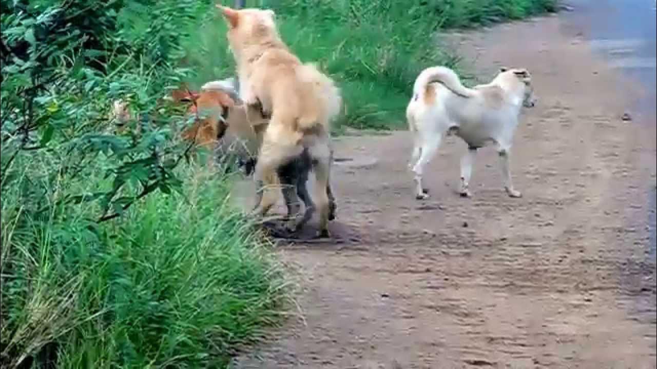 Dogs Mating Adorable Dog Having Sex Collection Video Youtube Dogs Mating Adorable Dog Having Sex Collection Video Youtube