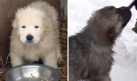 Dogs Of War Putin S Military Unveils Latest Puppy Recruits World Dogs Of War Putin S Military Unveils Latest Puppy Recruits World