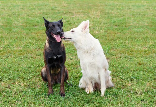 Dogs Sexual Behavior Funny Youtube Dogs Sexual Behavior Funny Youtube