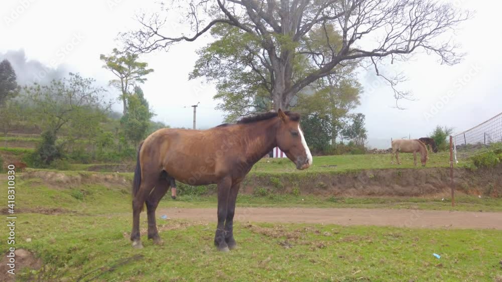 Domestic Horse Penis Erection On 4K Stock Footage Erected Penis Of Domestic Horse Penis Erection On 4K Stock Footage Erected Penis Of