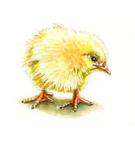 Doodlewash Watercolor Painting Sketching Chicken Art Chicken