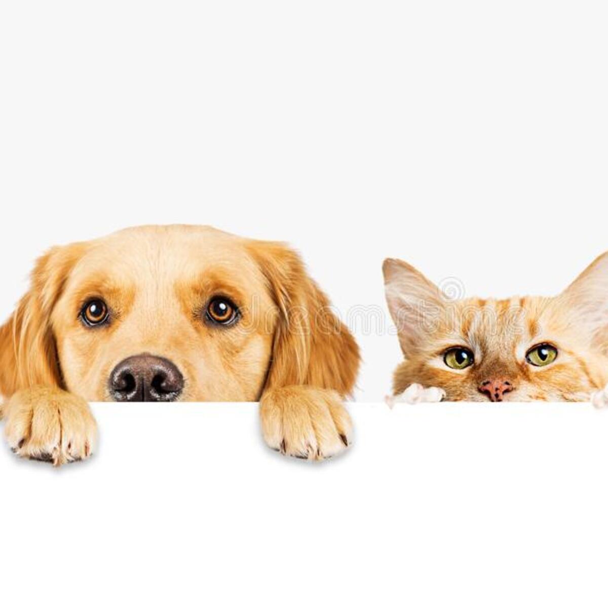 The Ultimate Guide to Dog Porn Downloads