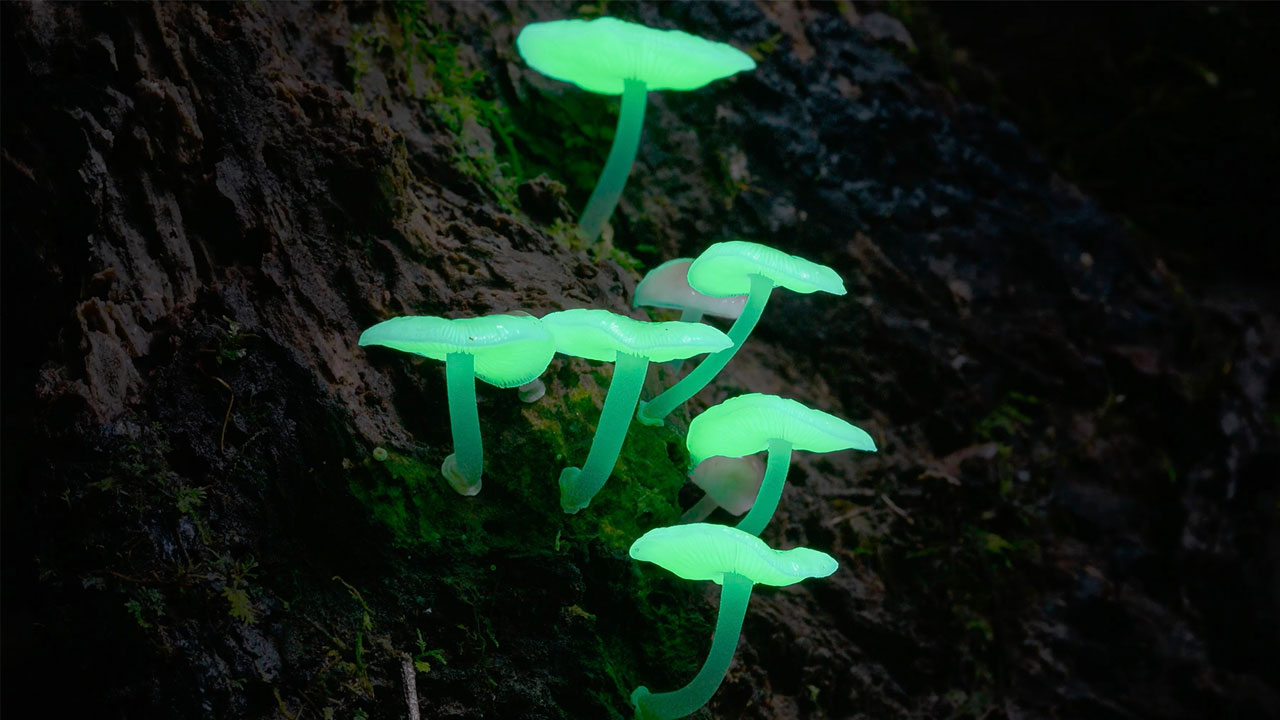 Dr Merlin Sheldrake On Fungi Web Of Life Bfi Imax Q A Youtube