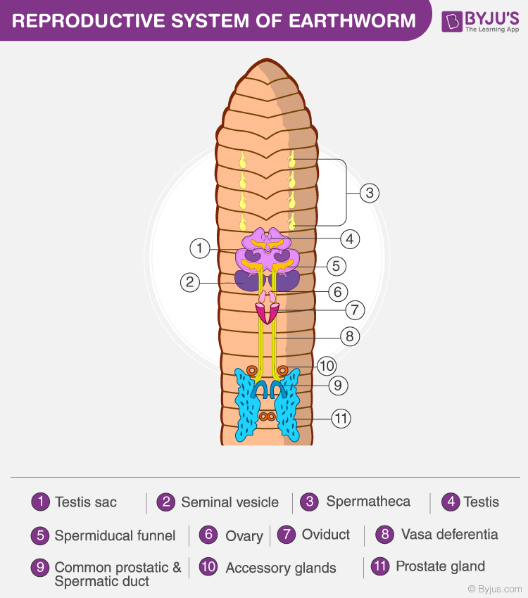 Earthworm Reproductive System Sperm Receptacle Earthworm Reproductive System Sperm Receptacle