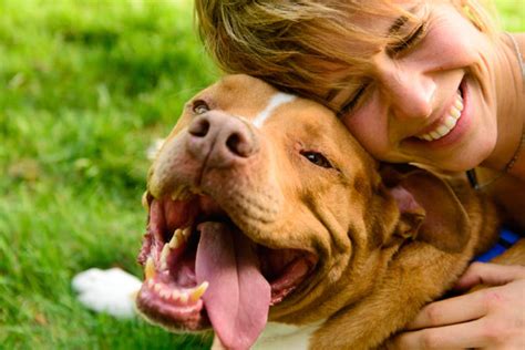El V Nculo Entre Perro Y Due O Es Similar Al De Padres E Hijos El V Nculo Entre Perro Y Due O Es Similar Al De Padres E Hijos
