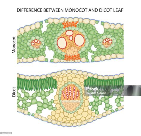 English Ivy Monocot Or Dicot