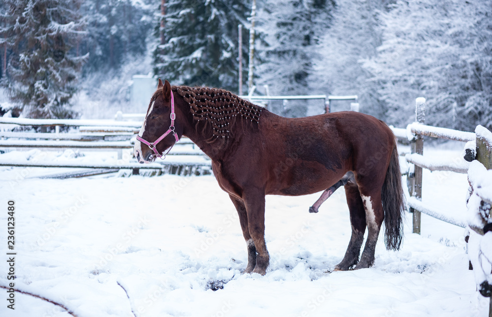 The Equine Erection: Nature's Majestic Display