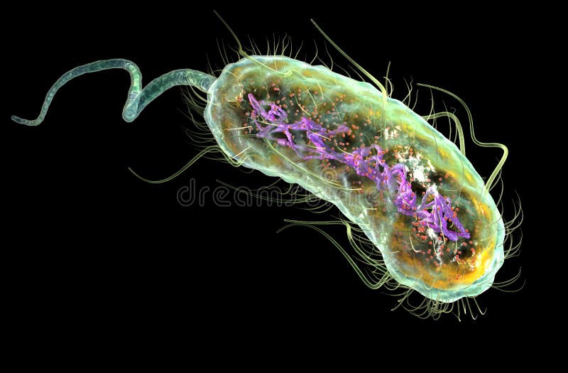 Escherichia Coli E Coli Stock Illustration Illustration Of Escherichia Coli E Coli Stock Illustration Illustration Of