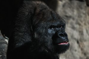 Exploring Gorilla Behavior In The Wild Unveiling Secrets Exploring Gorilla Behavior In The Wild Unveiling Secrets