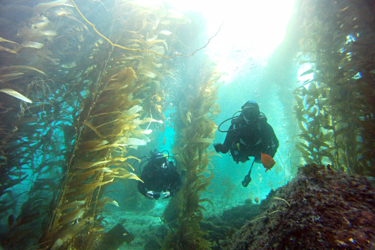 Exploring The Depths A Day Of Scuba Diving At Breakwater Cove And The Exploring The Depths A Day Of Scuba Diving At Breakwater Cove And The