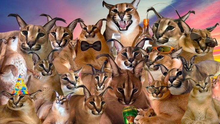 Exploring The Enigmatic Floppa Cat Breed Your Guide To These