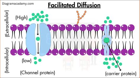 Unraveling Diffusion: The Facilitated Difference