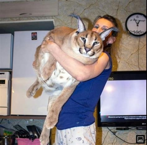 Floppa Cat Breed