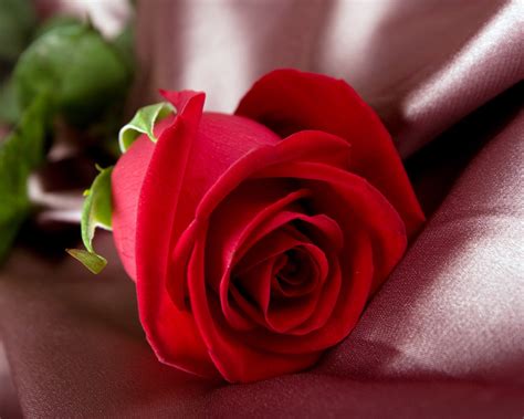 Flowers Dp S Royal Pic World Flowers Dp S Royal Pic World