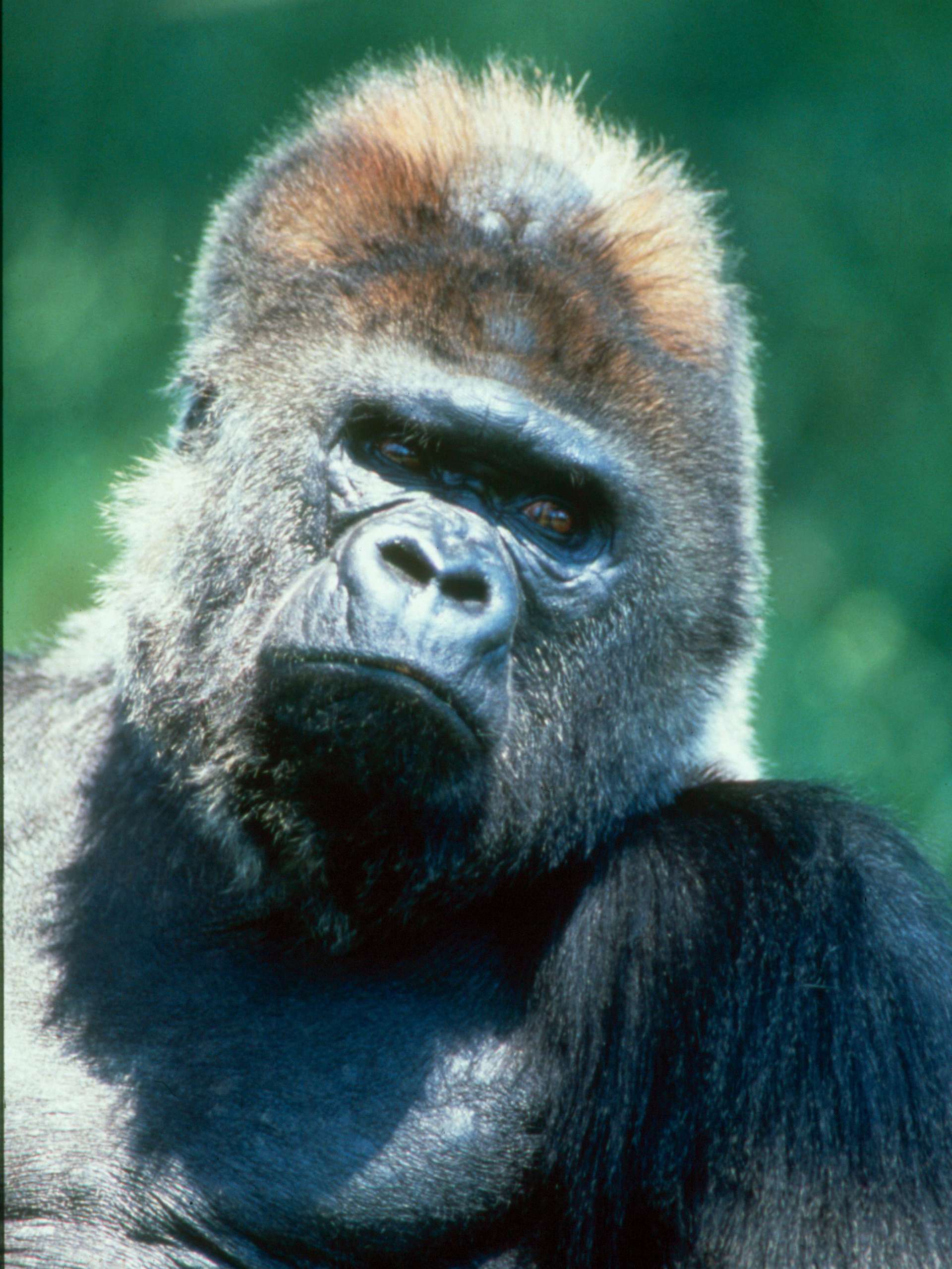 Gay Zoo Porn: 5 Must-Watch Clips