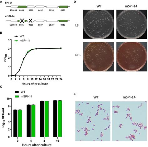 Frontiers Salmonella Pathogenicity Island 14 Is A Critical Virulence Frontiers Salmonella Pathogenicity Island 14 Is A Critical Virulence