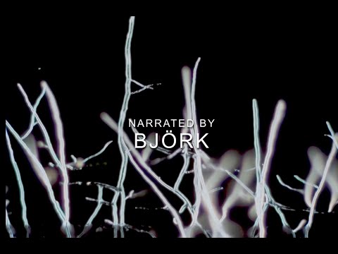Fungi Web Of Life Showtimes