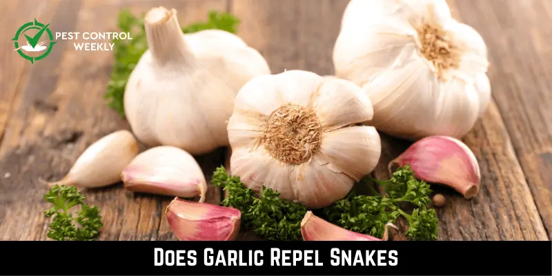 Garlic To Repel Snakes