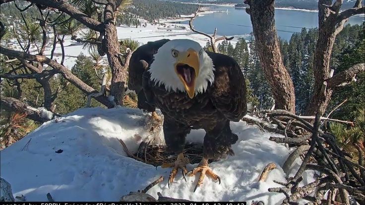 5 Must-See Gay Bear Cam Experiences