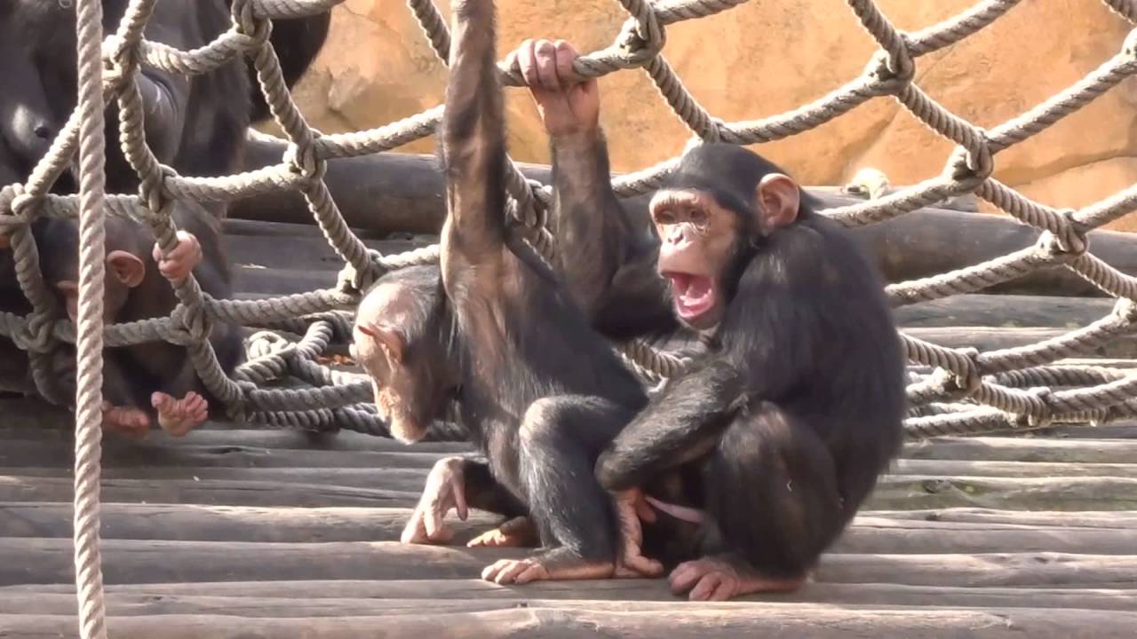 Gay Monkeys Zoo Lisboa Youtube Gay Monkeys Zoo Lisboa Youtube