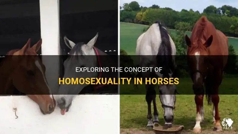 10 Ways to Have Gay Sex with Horses