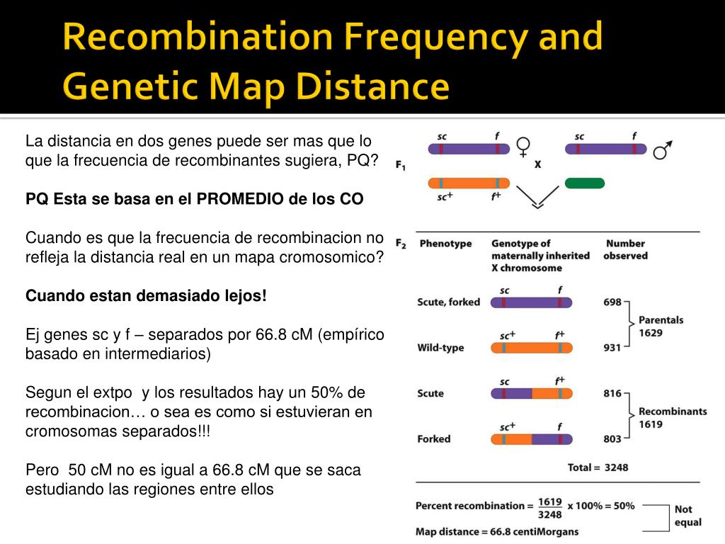 Genetic Mapping Linkage Map Recombination Frequency P Vrogue Co