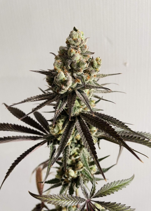 Georgia Pie V2 By Kush Brothers R Microgrowery Georgia Pie V2 By Kush Brothers R Microgrowery