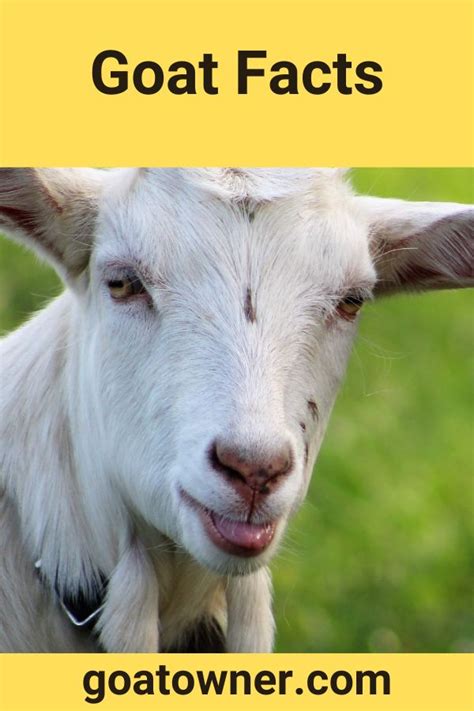 Goat Facts With Photos Goat Owner Goat Facts With Photos Goat Owner