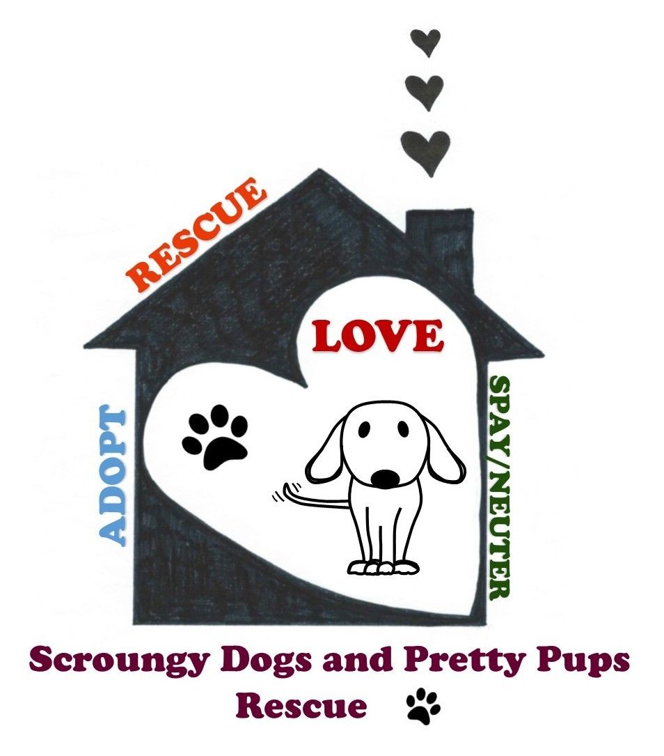 Godiva Scroungy Dogs And Pretty Pups Rescue Godiva Scroungy Dogs And Pretty Pups Rescue