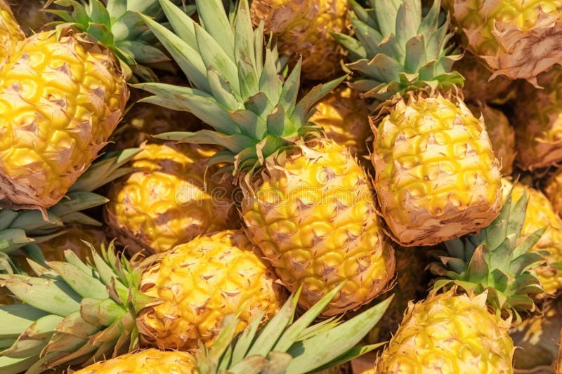 Grocery Store Scene Pile Of Fresh Pineapples Healthy Organic Food Grocery Store Scene Pile Of Fresh Pineapples Healthy Organic Food