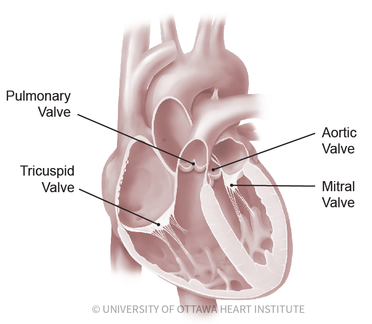 Heart Valve Disease Ottawa Heart Institute Heart Valve Disease Ottawa Heart Institute