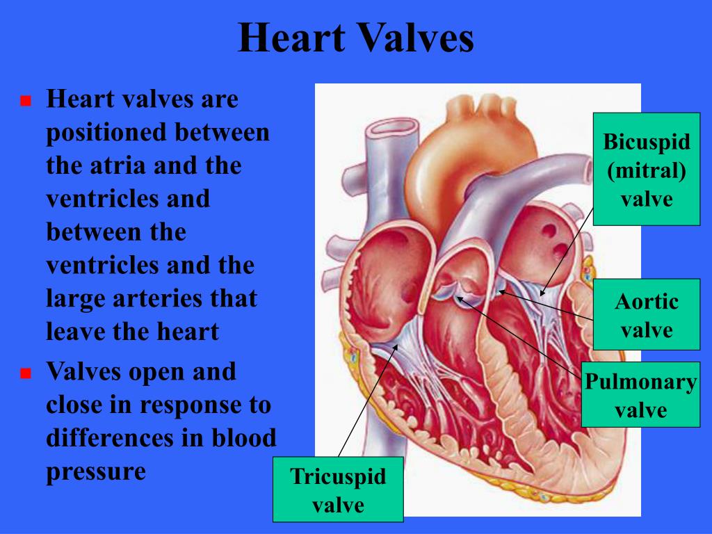 Heart Valves Function Purpose And How Many Heart Valves In Your Heart Heart Valves Function Purpose And How Many Heart Valves In Your Heart