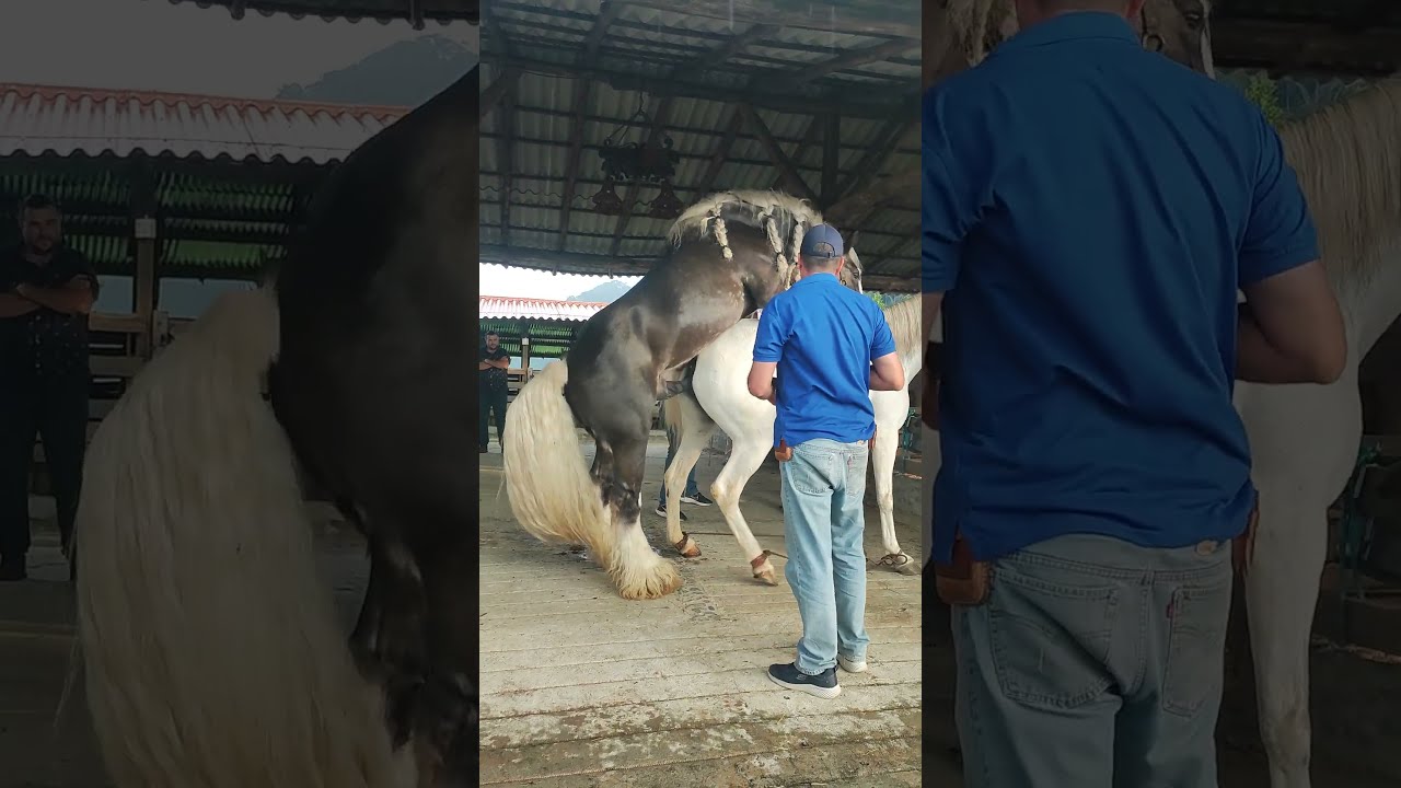 The Ultimate Guide to Horse Mating The Ultimate Guide to Horse Mating