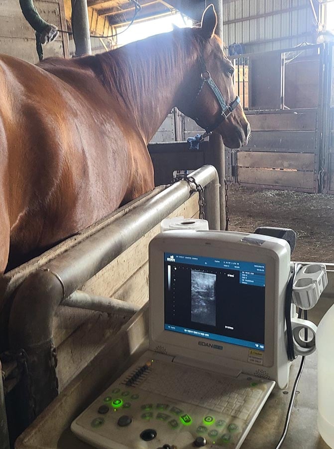 Horse Breeding Process At Jennifer Lyman Blog Horse Breeding Process At Jennifer Lyman Blog