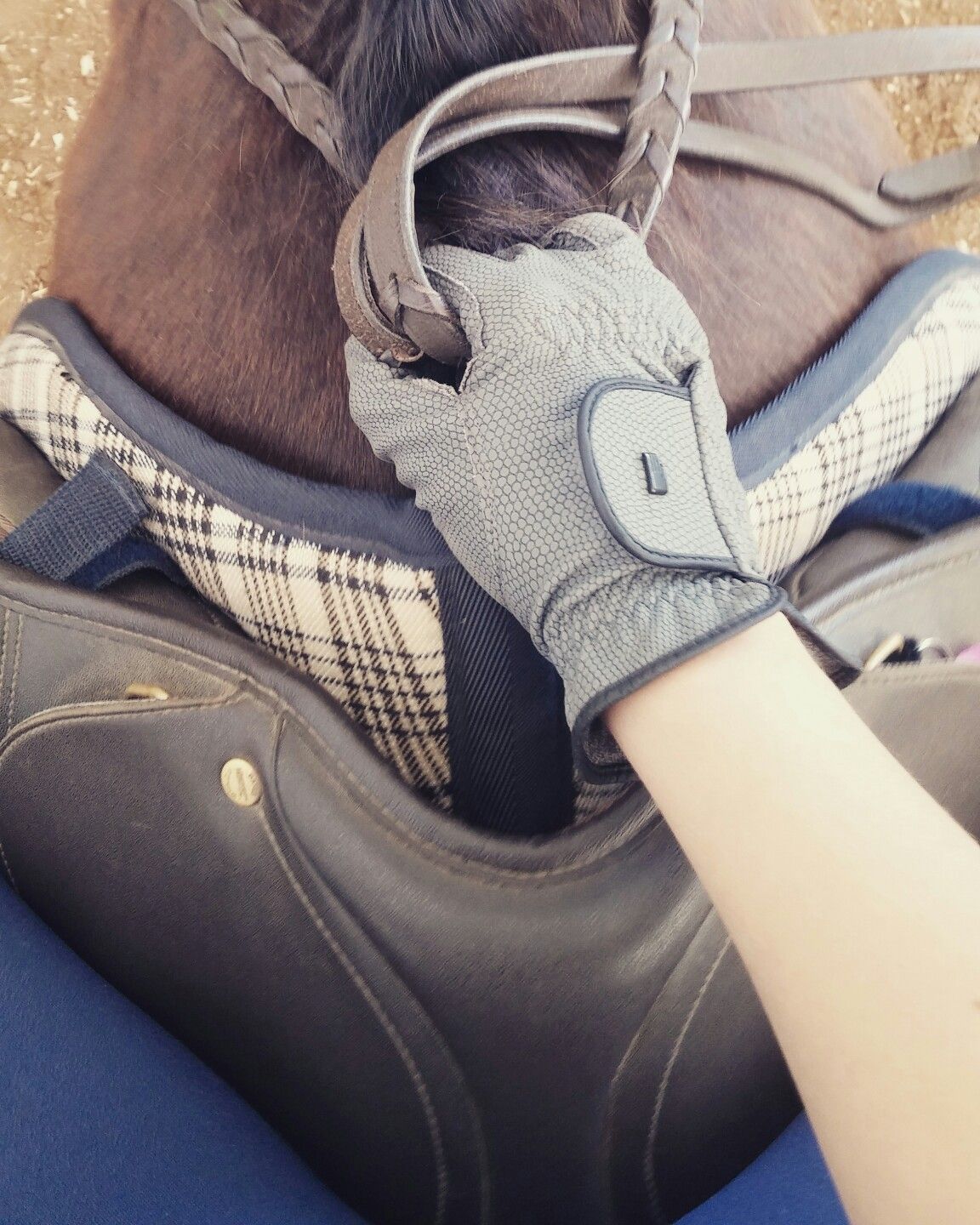 Horse Lovers Horse Lovers
